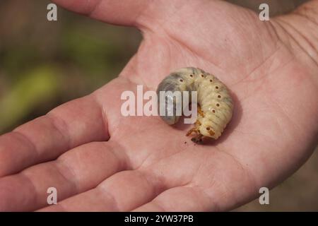 Europäischer Nashornkäfer (Oryctes nasicornis), Larve, Deutschland, Europa Stockfoto