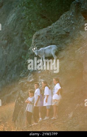 Dall's Sheep and Children, Chugach State Park, Alaska, USA, (Ovis dalli), Nordamerika Stockfoto