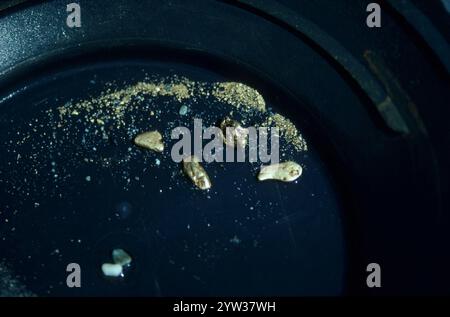 Goldnuggets in PAN, Dawson City, Yukon Territory, Kanada, Nordamerika Stockfoto