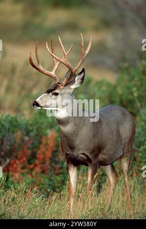 Maultierhirsche, männlich, im Herbst, Waterton Lakes National Park, Alberta, Kanada, (Odocoileus hemionus), Nordamerika Stockfoto