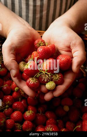 Hände halten frisch geerntete Erdbeeren über einem vollen Korb. Die Reifen, roten Beeren verströmen Frische vor einem rustikalen Hintergrund. Betont Orga Stockfoto