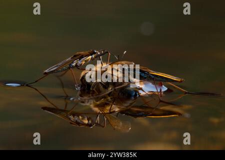 Sandpiper (Gerris lacustris), Europäische Honigbiene (APIs mellifera), Rheinland-Pfalz, Deutschland, Europa Stockfoto