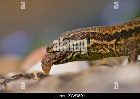 Wandechse (Podarcis muralis), Eating caterpillar, Kaiserstuhl, Baden-Württemberg, Deutschland, Europa Stockfoto