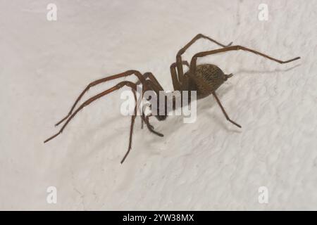 Hauswinkelspinne (Tegenaria domestica), Rheinland-Pfalz, Deutschland, Europa Stockfoto