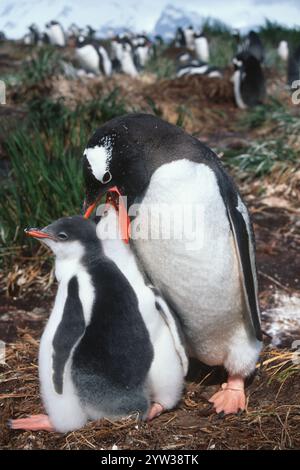 Gentoo-Pinguine, die Küken am Nest füttern, Südgeorgien (Pygoscelis papua) Stockfoto