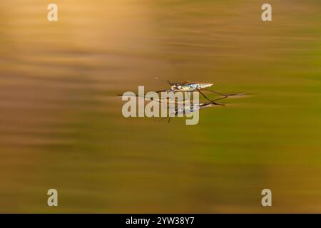 Sandfänger (Gerris lacustris), Rheinland-Pfalz, Deutschland, Europa Stockfoto