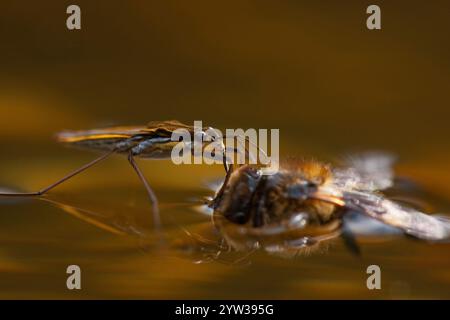 Sandpiper (Gerris lacustris), westliche Honigbiene (APIs mellifera), Rheinland-Pfalz, Deutschland, Europa Stockfoto