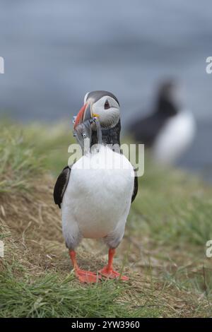 Papageientaucher, (Fratercula arctica), Borgarfjordur eystri, Ost-Island, europa Stockfoto