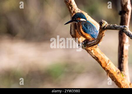 Eisvogel auf einem Ast mit einem unscharfen natürlichen Hintergrund. Stockfoto