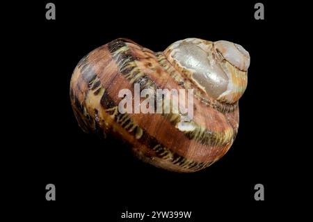 Nahaufnahme der Turbo Petholatus Shell auf schwarzem Hintergrund Stockfoto