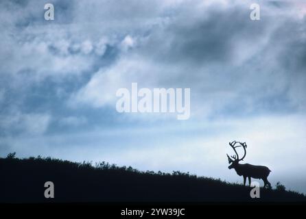 Karibusbulle im Herbst, Denali-Nationalpark, Alaska, USA (Rangifer tarandus), Nordamerika Stockfoto