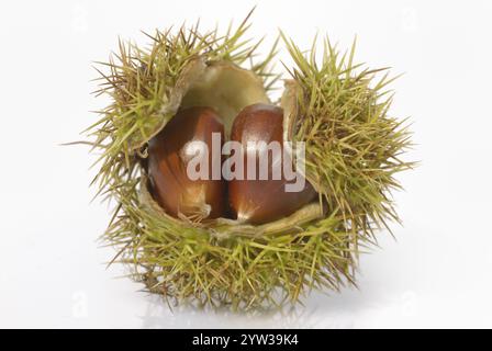 Süße Kastanie, Früchte (Castanea sativa) Stockfoto