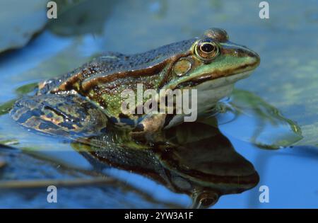 Speisefrosch, Nordrhein-Westfalen, Deutschland, (Rana esculenta), Europa Stockfoto