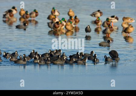 Eurasische Bollenmallte, Deutschland, (Fulica atra) (Anas platyrhynchos), Europa Stockfoto