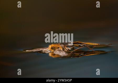 Sandpiper (Gerris lacustris), westliche Honigbiene (APIs mellifera), Rheinland-Pfalz, Deutschland, Europa Stockfoto