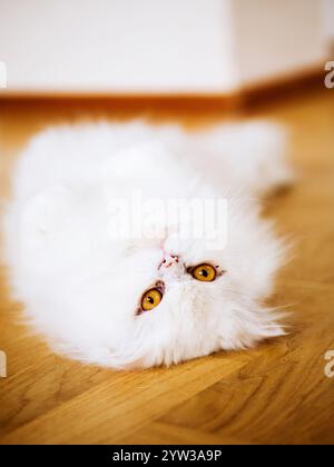 Schöne saubere flauschige weiße Katze, die auf dem Boden liegt Stockfoto
