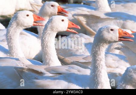 Freilandgänse, Nordrhein-Westfalen, Deutschland, Europa Stockfoto