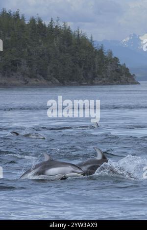 Pazifischer Weißseidendelfin, Johnstone Strait, Vancouver Island, British Columbia, Kanada, (Lagenorhynchus obliquidens), Nordamerika Stockfoto