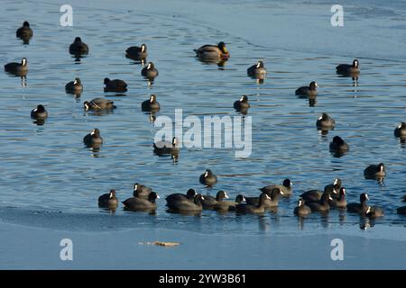 Eurasisch Eurasisch Eurasisch Eurasisch Eurasisch Eurasian Eurasian Eurasian Eurasian Coot (Fulica atra), Mallard (Anas platyrhynchos), Nordrhein-Westpha Stockfoto