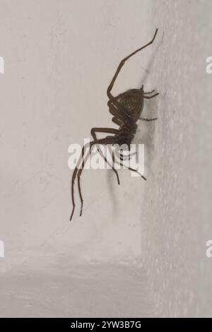 Hauswinkelspinne (Tegenaria domestica), Rheinland-Pfalz, Deutschland, Europa Stockfoto