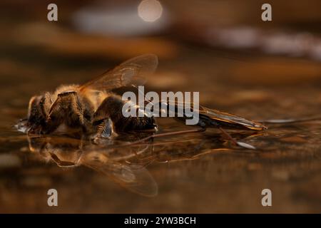 Sandpiper (Gerris lacustris), westliche Honigbiene (APIs mellifera), Rheinland-Pfalz, Deutschland, Europa Stockfoto