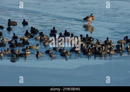 Eurasisch Eurasisch Eurasisch Eurasisch Eurasisch Eurasian Eurasian Eurasian Eurasian Coot (Fulica atra), Mallard (Anas platyrhynchos), Nordrhein-Westpha Stockfoto