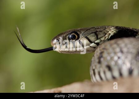 Grasnatter (Natrix natrix) Rheinland-Pfalz, Deutschland, Europa Stockfoto