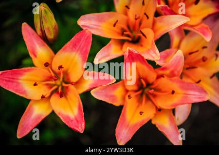 Eine Nahaufnahme von drei orangefarbenen Blüten mit roter Mitte. Die Blumen sind auf grünem Hintergrund. Die Blumen sind sehr hell und bunt, und sie scheinen es zu tun Stockfoto