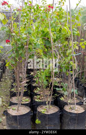 Bougainvillea-Setzlinge, die in Zuchttüten im Kindergarten wachsen Stockfoto