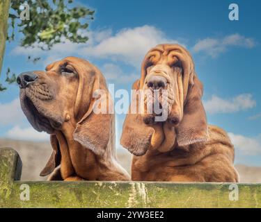 Zwei Bluthunde, die über ein Tor blicken, mit blauem Himmel dahinter Stockfoto