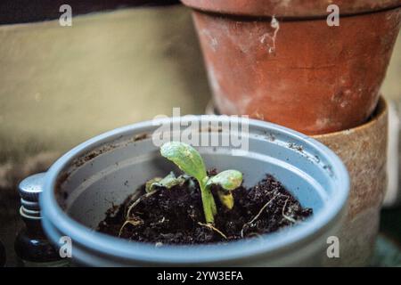 Setzling-Mark-Pflanze im Blumentopf Stockfoto