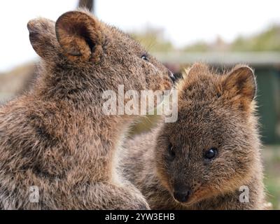 Quokkas sind gefährdete Beuteltierarten, die in Australien beheimatet sind und vor allem auf Rottnest Island zu finden sind Stockfoto