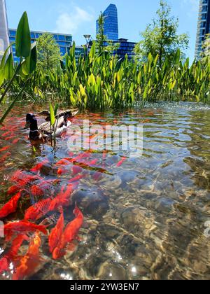 Roter Fisch im Teich im Biblioteca degli alberi Park im Zentrum von Mailand Stockfoto