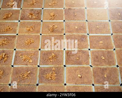 Khanom Mo Kaeng, traditionelles thailändisches süßes Dessert mit Kokospudding. Stockfoto
