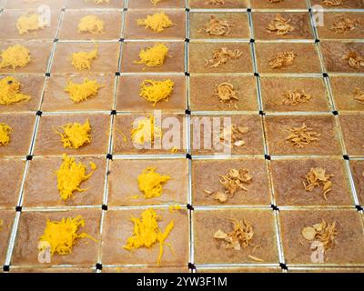 Khanom Mo Kaeng, traditionelles thailändisches süßes Dessert mit Kokospudding. Stockfoto