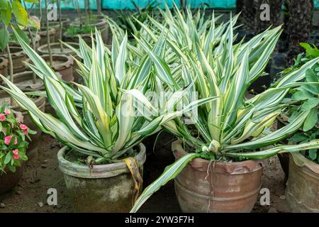 Die Furcraea foetida Pflanze hat lange, vielseitige, schwertartige Blätter, die in Tontöpfen wachsen Stockfoto