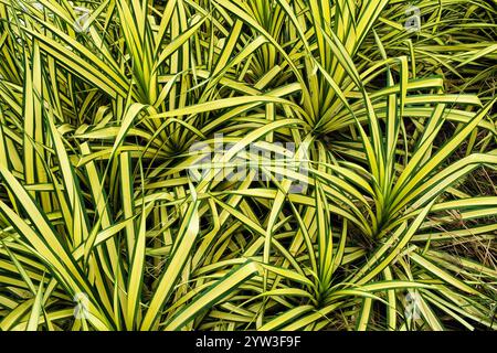 Abstraktes Muster der gestreiften Blätter von Pandanus baptistii (Pandan, Schraubenpalme, Schraubenkiefer), Thailand Stockfoto