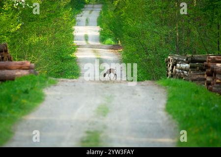 Ein Reh steht auf der Straße im grünen Wald Stockfoto