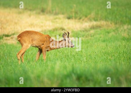 Ein Reh, der auf einer grünen Wiese im Osten Polens steht Stockfoto