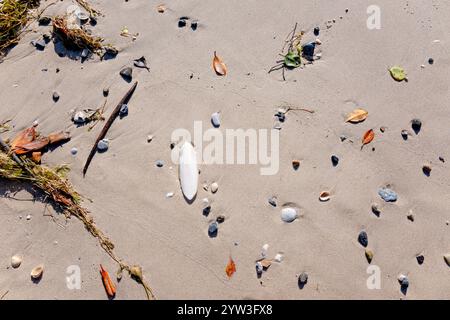 Tintenfische und Muscheln, die am Sandstrand angespült werden, natürliche Hintergrundkulisse, Nahaufnahme, Queensland Stockfoto