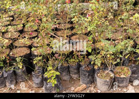 Rosenpflanzen im Kindergarten. Rosenpflanzensämlinge mit Wurzeln in Plastiktüten zum Anpflanzen. Verschiedene Sorten von Rosenpflanzen. Stockfoto