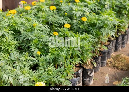 Gelbe Ringelblumenpflanzen in schwarzen Plastiktüten. Ringelblumenkeimlinge zum Anpflanzen im Garten. Stockfoto