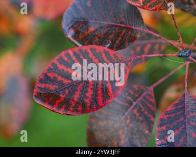 Eurasischer Rauchbaum (Cotinus coggygria), oder Perückenbusch, im Garten, Blätter in Herbstfarbe, Hessen, Deutschland, Europa Stockfoto