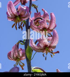 Lilium Martinagon vor blauem Himmel, Entraunes, Departement Alpes-Maritimes, Frankreich, Europa Stockfoto