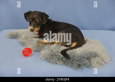 Ein schwarzer Hund liegt auf einem Fell mit einem roten Ball, gemischter, gemischter Hund, rauhaariger Dackel-Terrier-havanese-Mix, männlicher Hund Stockfoto