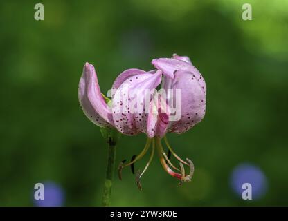 Türkenkappe (Lilium martagon), Entracque, Provinz Cuneo, Italien, Europa Stockfoto