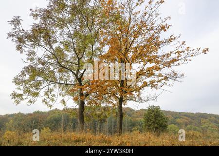 Europäische Asche (Fraxinus excelsior) und norwegischer Ahorn (Acer platanoides) im Herbst mit gelb verfärbten Blättern, Thüringen, Deutschland, Europa Stockfoto