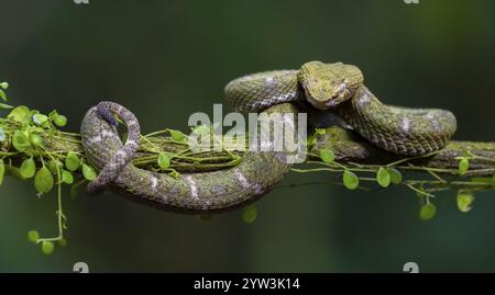 Griffinschwanz-Lanzenadler (Bothriechis schlegelii), grüne Sorte, sitzend auf einem Zweig, Provinz Heredia, Costa Rica, Mittelamerika Stockfoto