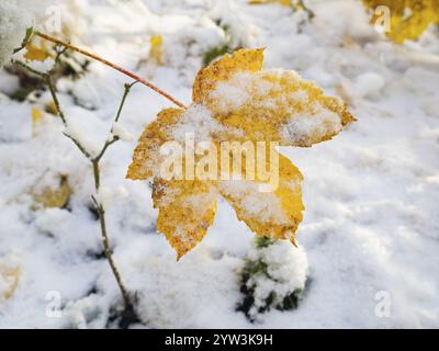 Norwegischer Ahorn (Acer pseudoplatanus), einzelnes, herbstlich gefärbtes Blatt, auf einem Keimling hängend, in der Luft, umgeben von Schnee und Frost, Hess Stockfoto