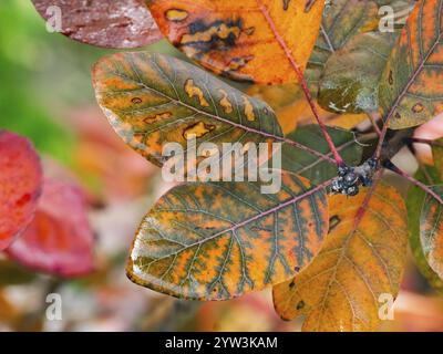 Eurasischer Rauchbaum (Cotinus coggygria), oder Perückenbusch, im Garten, Blätter in Herbstfarbe, Hessen, Deutschland, Europa Stockfoto